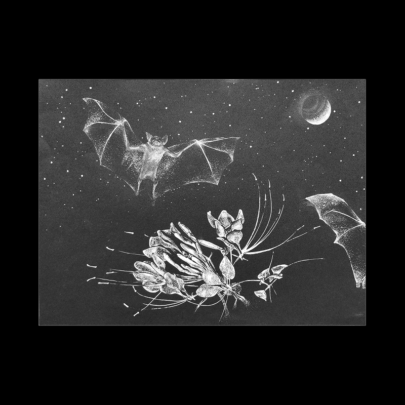 White-on-black drawing of a bat in flight over cleome flowers, beneath a crescent moon and stars.