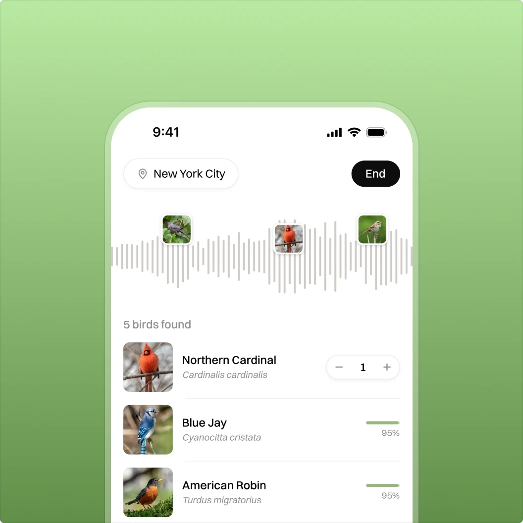 Nighthawks bird sound identification — a phone recording audio in New York City with a live waveform, and five identified birds listed below including Northern Cardinal, Blue Jay, and American Robin.